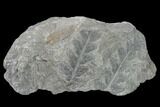 Pennsylvanian Fossil Fern (Mariopteris) Plate - Kentucky #137737-1